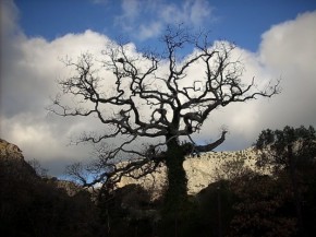 kissos-tree