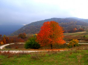 goumenissa-kokkinodentro