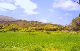 Γερακάρι