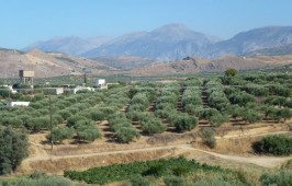 Κερατοκεφάλι