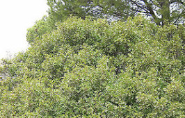 280px-Pistacia_lentiscus_sp