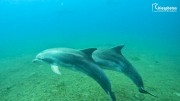 dolphins